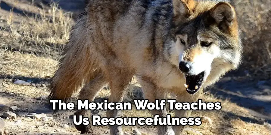 The Mexican Wolf Teaches Us Resourcefulness