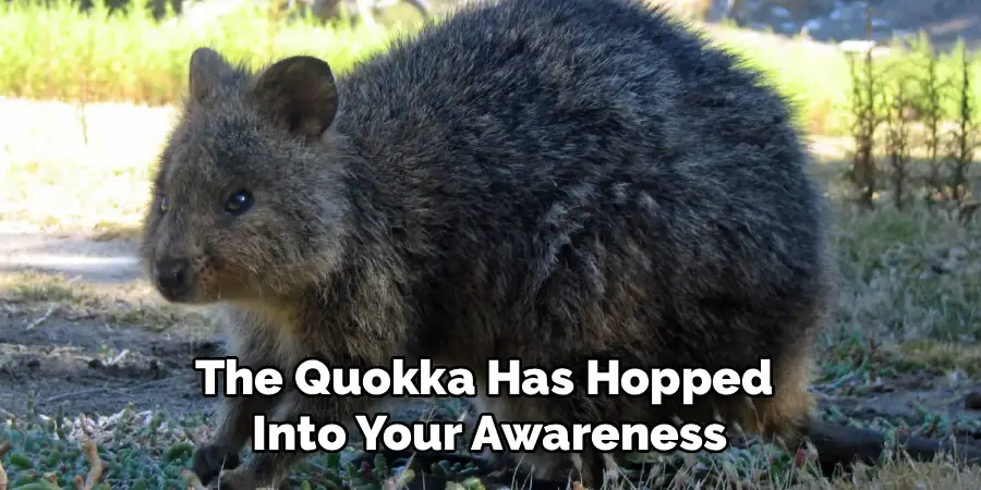 The Quokka Has Hopped Into Your Awareness