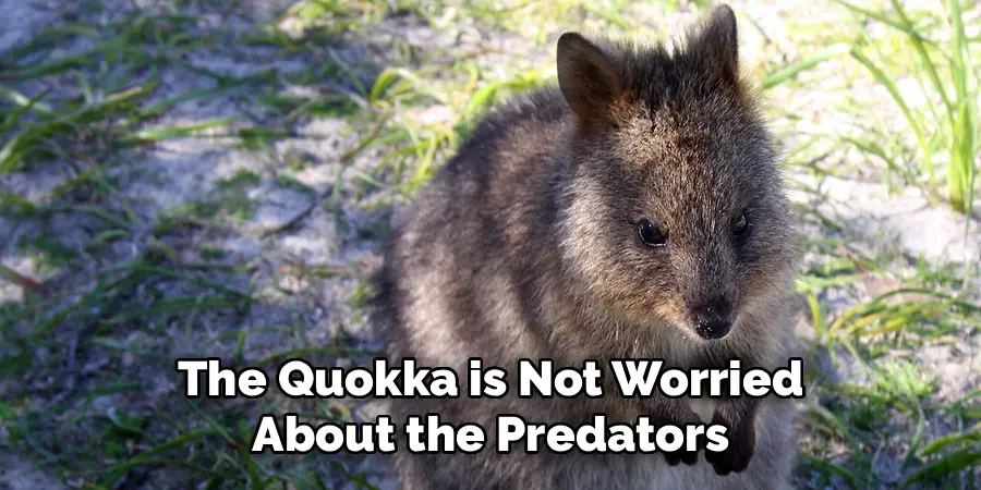 The Quokka is Not Worried About the Predators