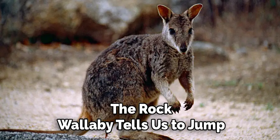 The Rock
Wallaby Tells Us to Jump