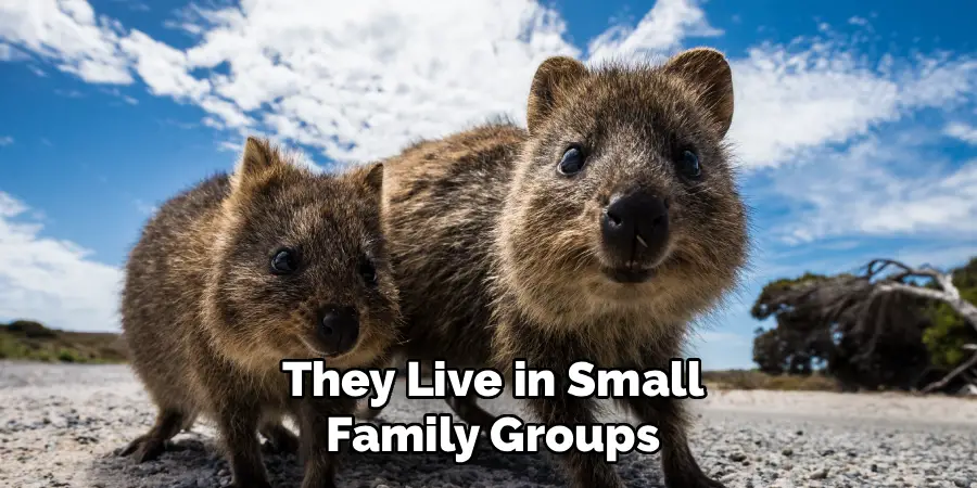They Live in Small Family Groups
