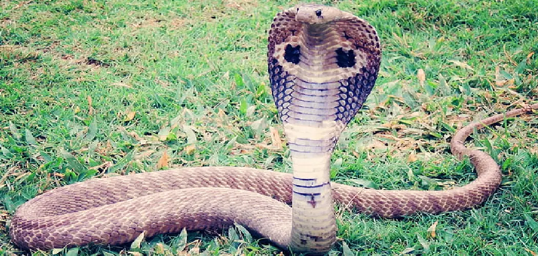 Tree Cobra Spiritual Meaning, Symbolism and Totem