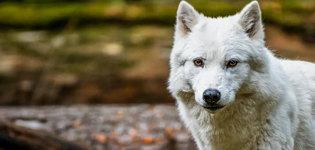 Tundra Wolf Spiritual Meaning, Symbolism and Totem