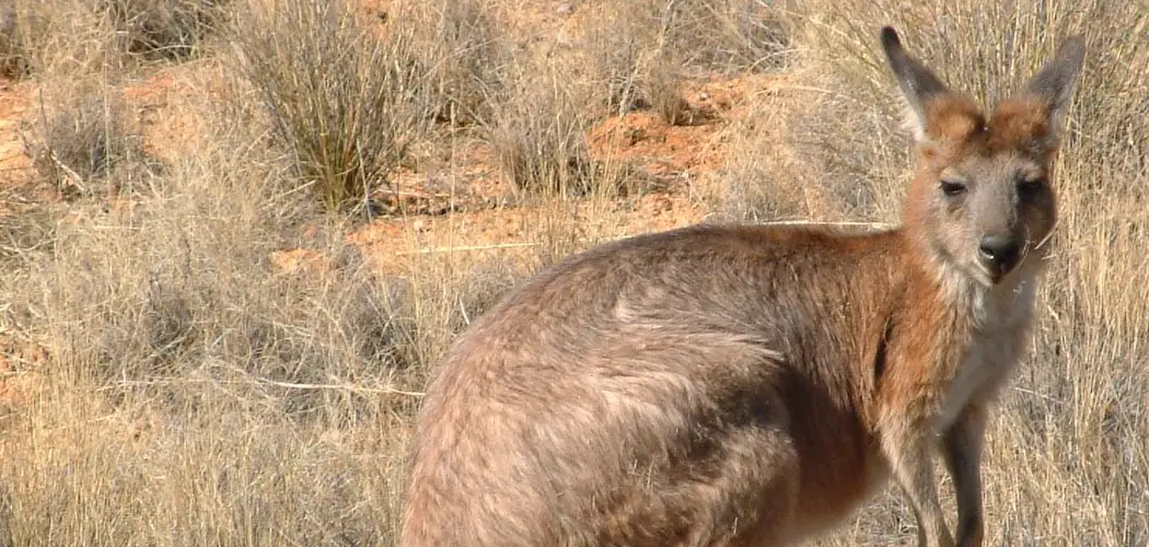 Wallaroo Spiritual Meaning, Symbolism and Totem