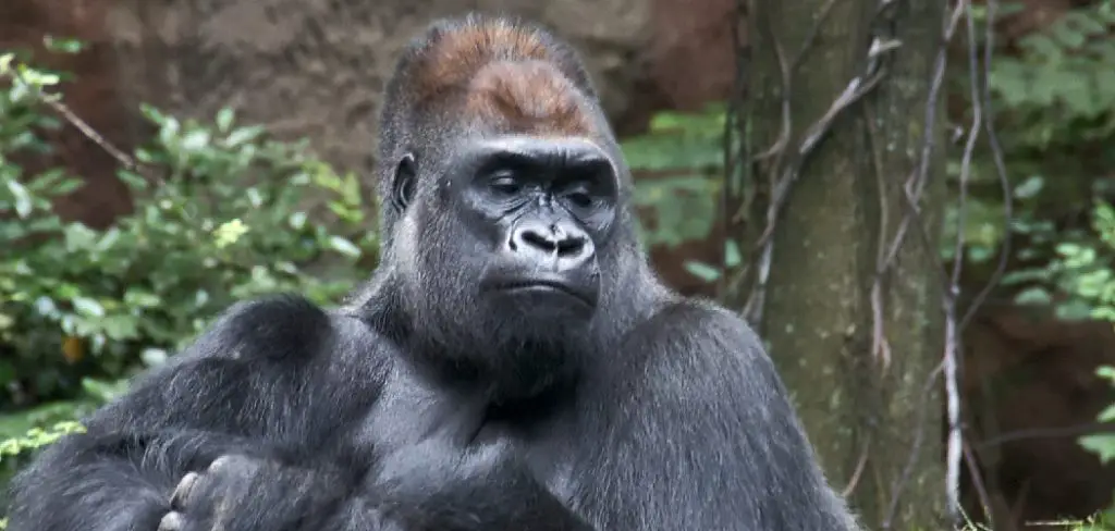 Western Gorilla Spiritual Meaning, Symbolism and Totem