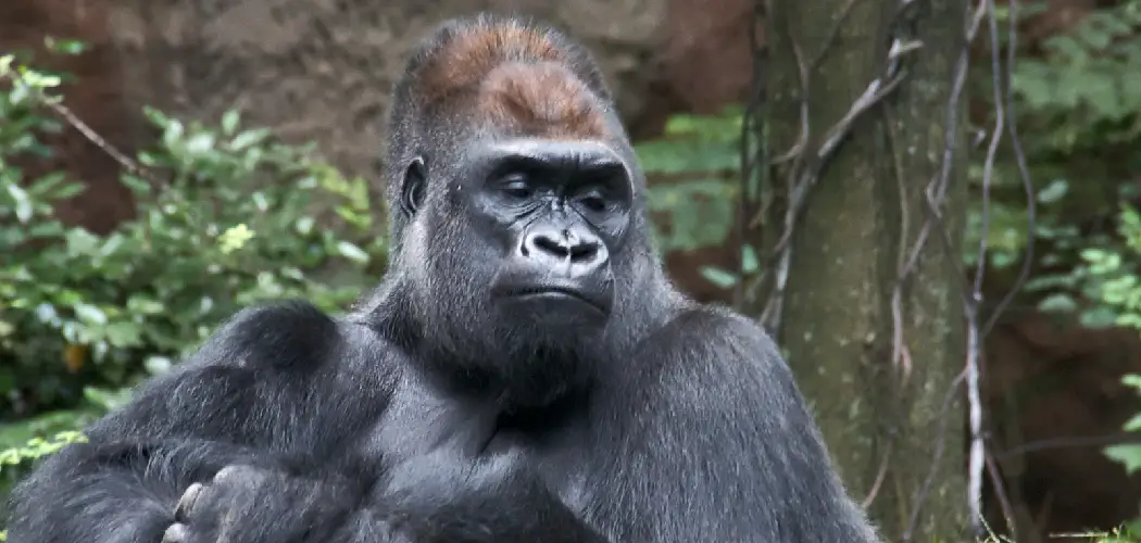 Western Gorilla Spiritual Meaning, Symbolism and Totem