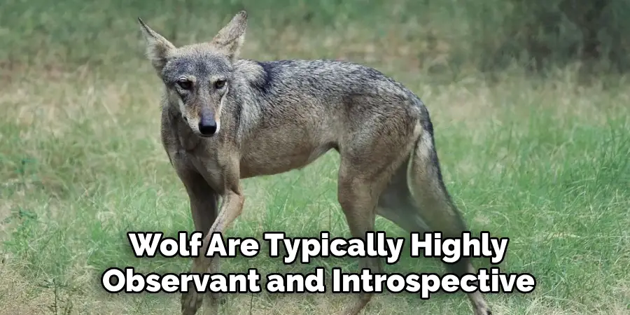 Wolf Are Typically Highly Observant and Introspective