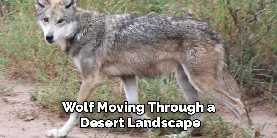 Wolf Moving Through a 
Desert Landscape