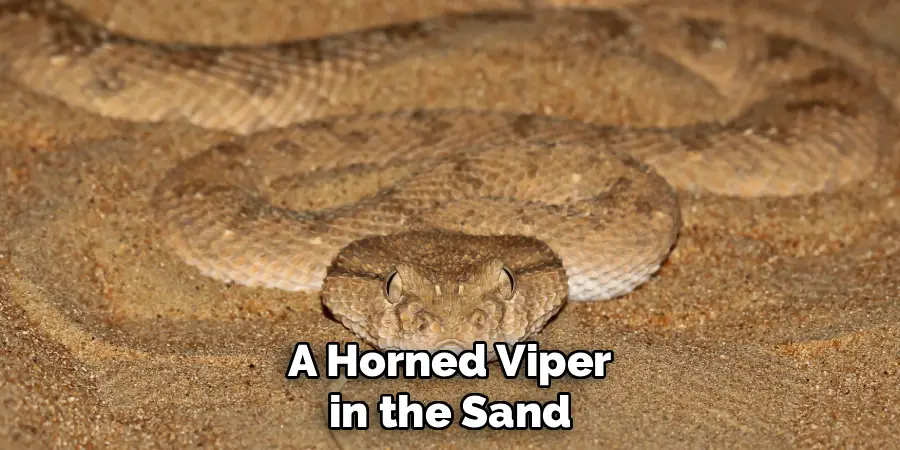 A Horned Viper in the Sand