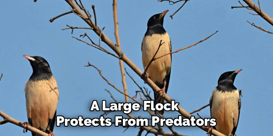 A Large Flock 
Protects From Predators