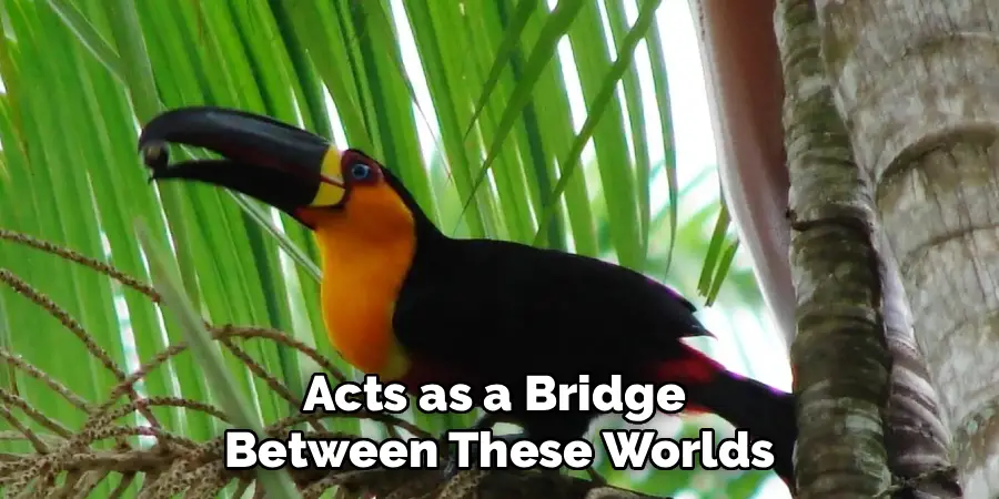 Acts as a Bridge 
Between These Worlds