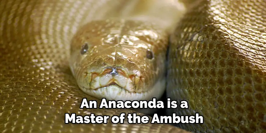 An Anaconda is a Master of the Ambush.