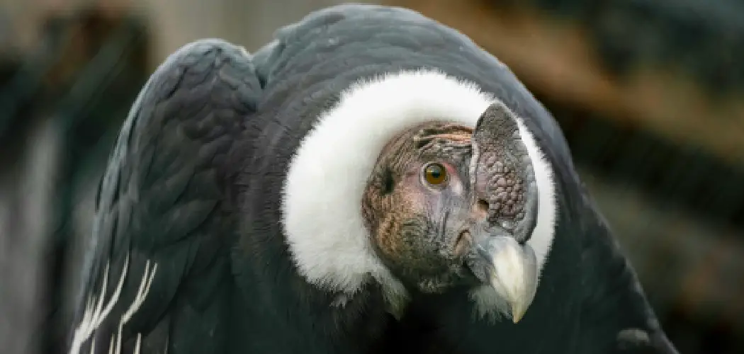 Andean Condor Spiritual Meaning, Symbolism and Totem
