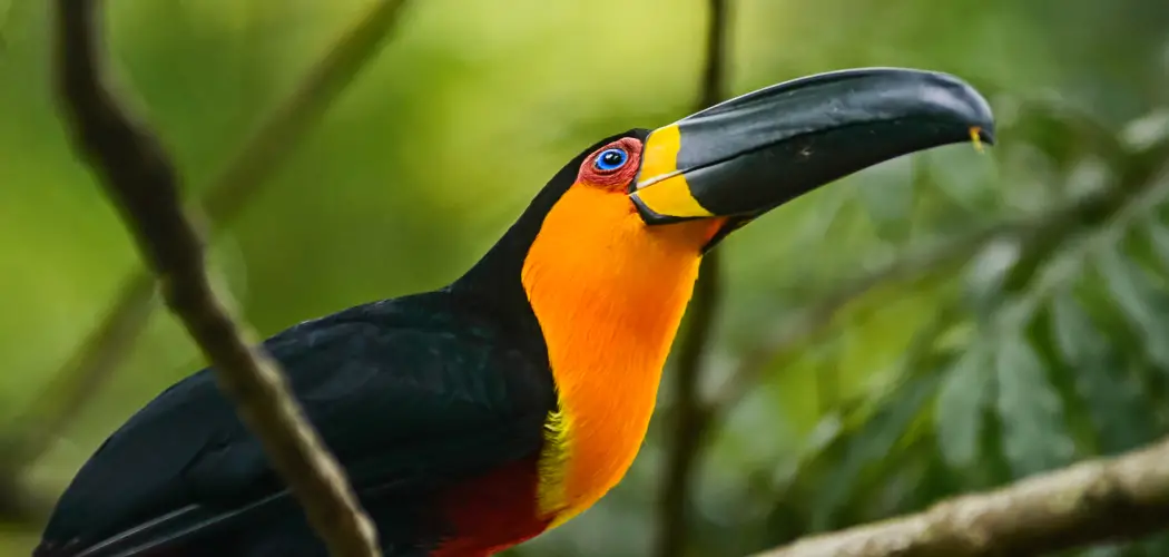 Ariel Toucan Spiritual Meaning, Symbolism and Totem