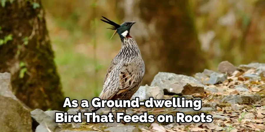 As a Ground-dwelling 
Bird That Feeds on Roots