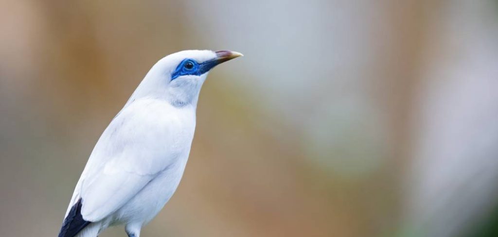 Bali Myna Spiritual Meaning, Symbolism and Totem