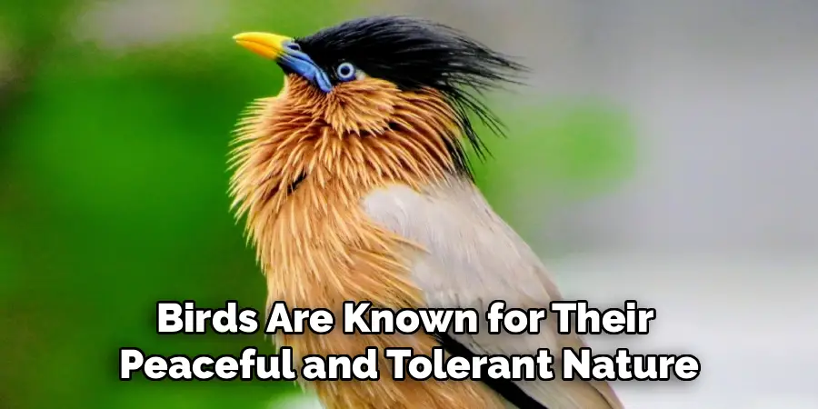 Birds Are Known for Their 
Peaceful and Tolerant Nature