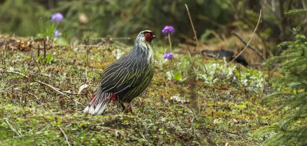 Blood Pheasant Spiritual Meaning, Symbolism and Totem