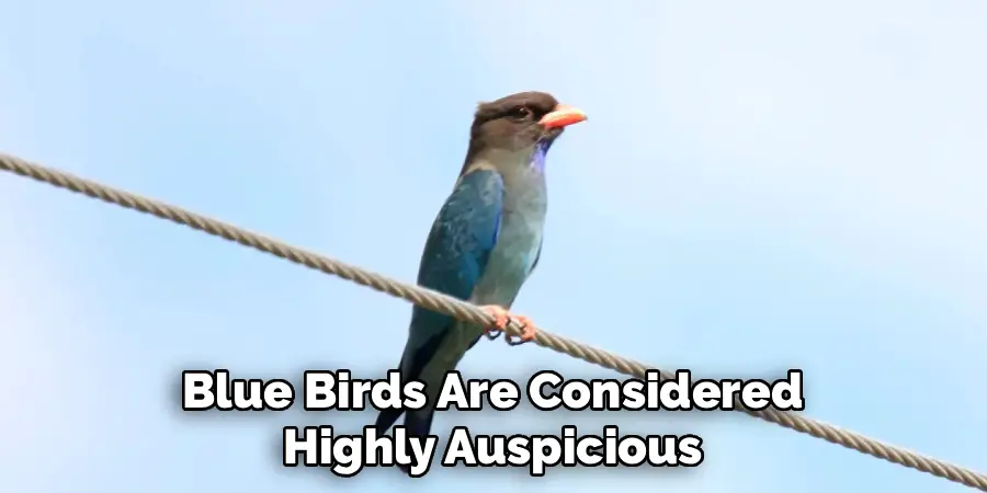 Blue Birds Are Considered
Highly Auspicious