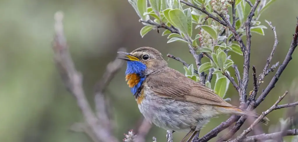 Bluethroat Spiritual Meaning
