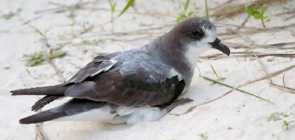 Bonin Petrel Spiritual Meaning