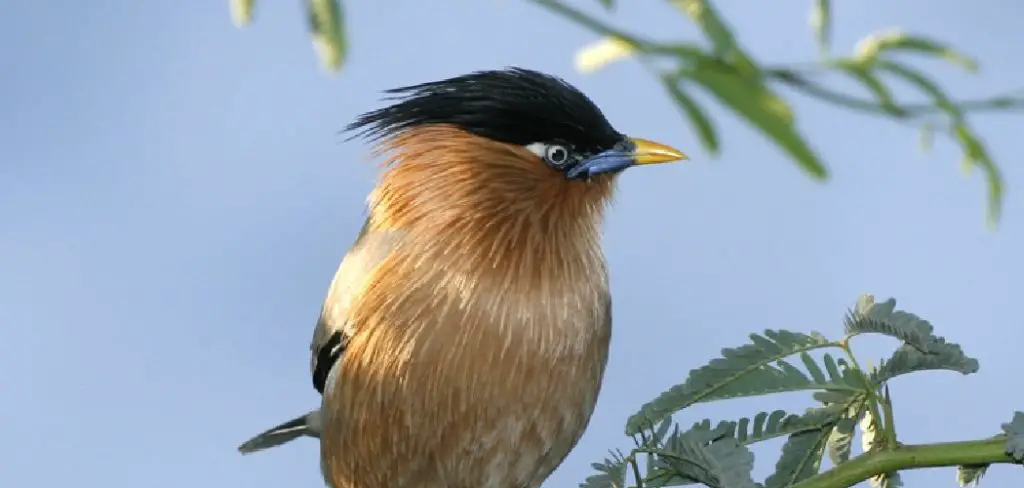 Brahminy Myna Spiritual Meaning, Symbolism and Totem