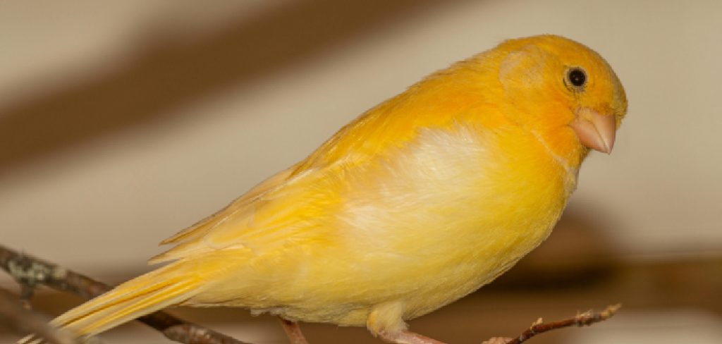 Canary Finch Spiritual Meaning