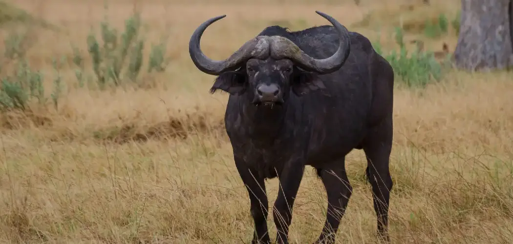 Savanna Buffalo Spiritual Meaning, Symbolism and Totem