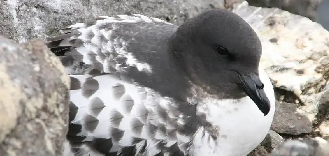 Cape Petrel Spiritual Meaning, Symbolism and Totem