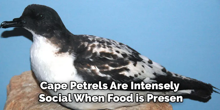 Cape Petrels Are Intensely 
Social When Food is Presen