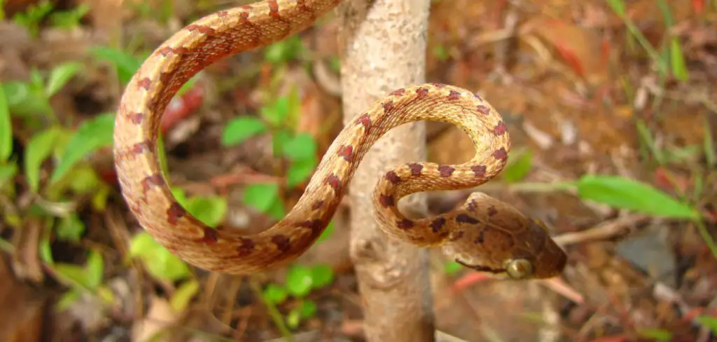 Cat Snake Spiritual Meaning, Symbolism and Totem