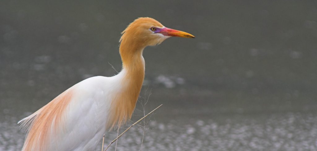 Cattle Egret Spiritual Meaning