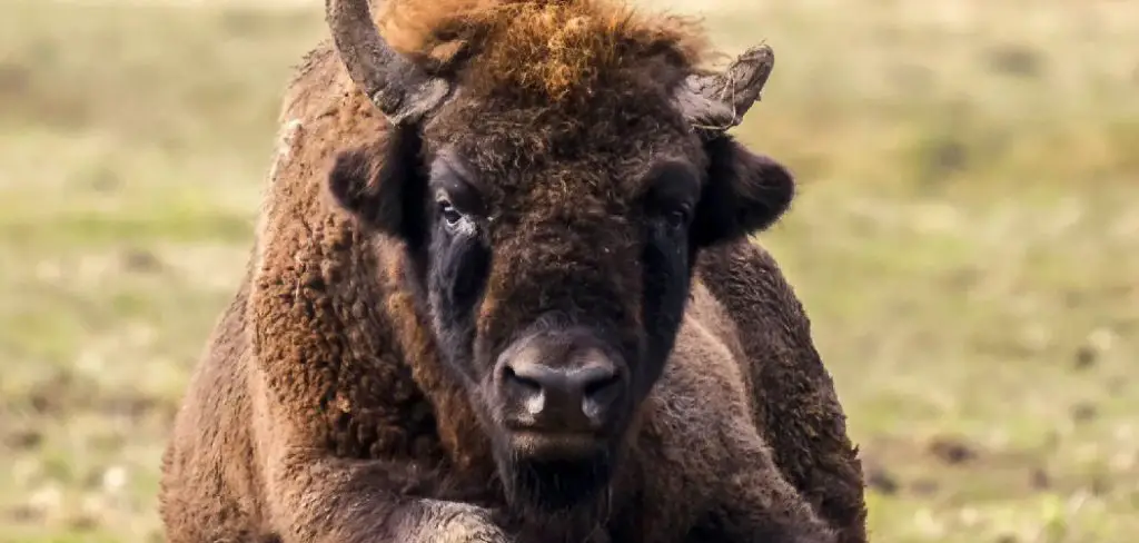 Caucasian Bison Spiritual Meaning, Symbolism and Totem