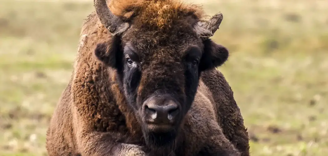 Caucasian Bison Spiritual Meaning, Symbolism and Totem