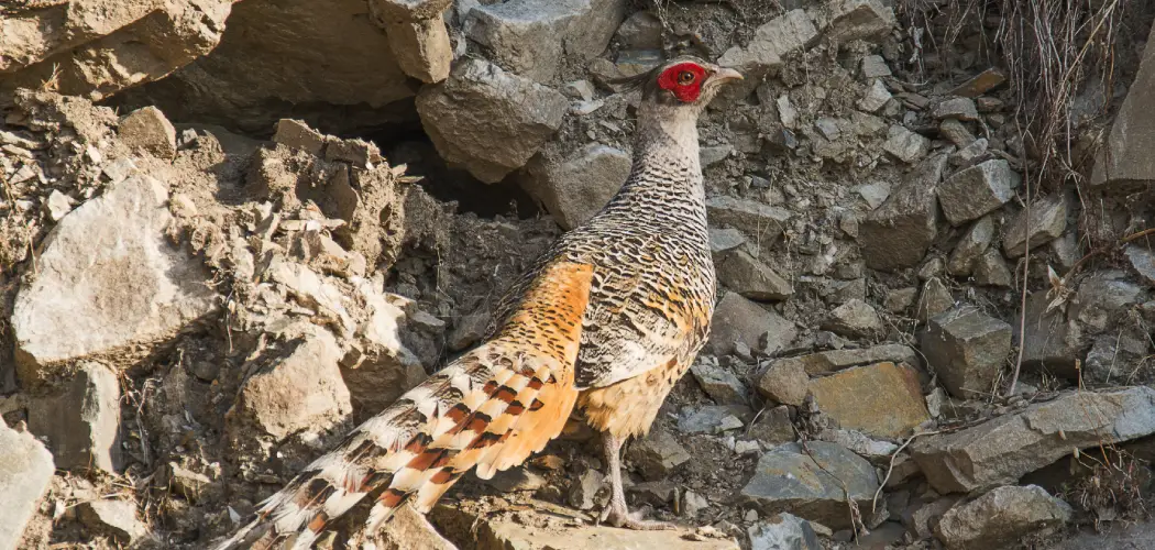 Cheer Pheasant Spiritual Meaning, Symbolism and Totem