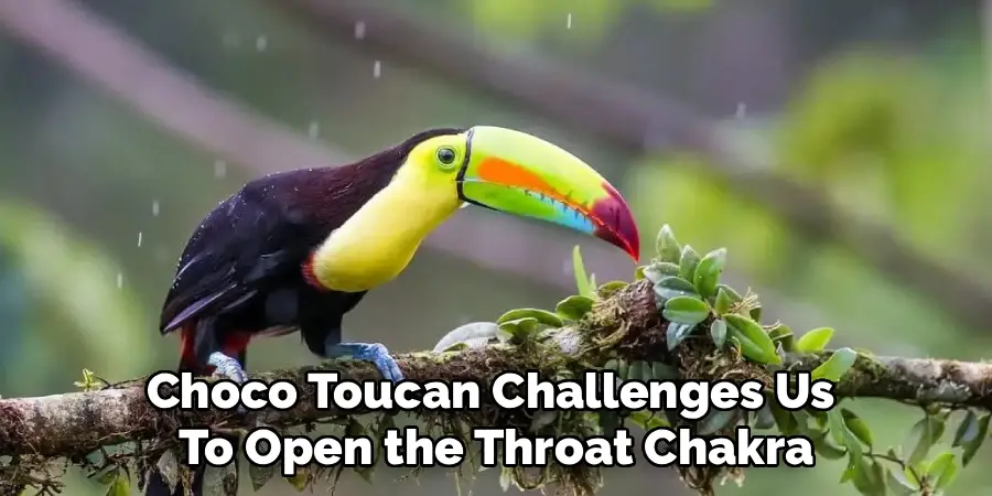Choco Toucan Challenges Us 
To Open the Throat Chakra