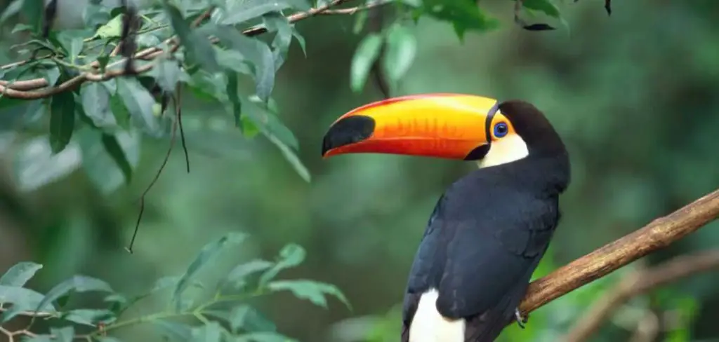 Choco Toucan Spiritual Meaning, Symbolism and Totem