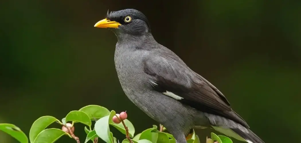 Collared Myna Spiritual Meaning, Symbolism and Totem