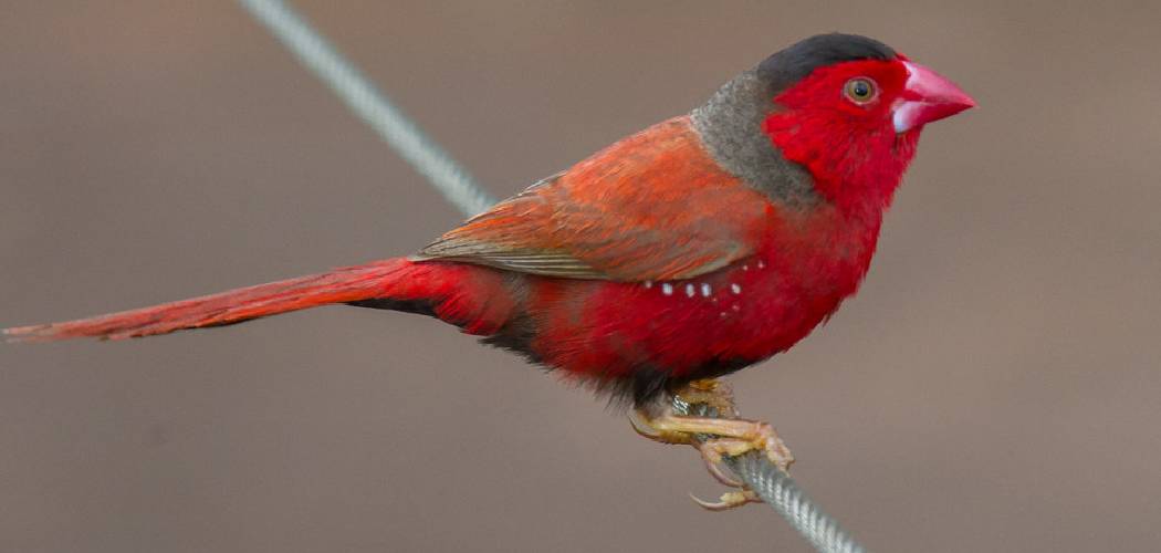 Crimson Finch Spiritual Meaning, Symbolism and Totem