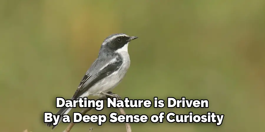 Darting Nature is Driven 
By a Deep Sense of Curiosity