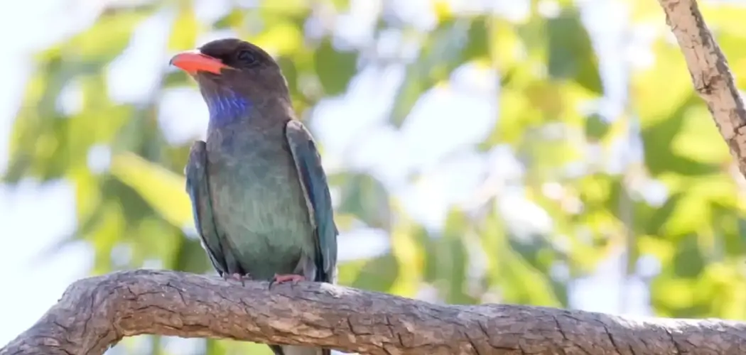 Dollarbird Spiritual Meaning, Symbolism and Totem