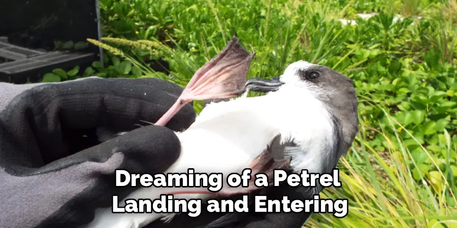 Dreaming of a Petrel 
Landing and Entering