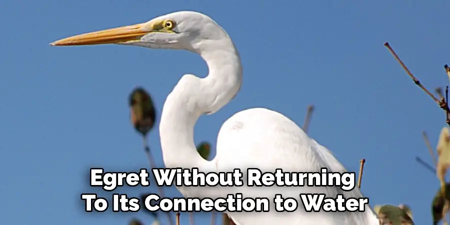 Egret Without Returning
To Its Connection to Water