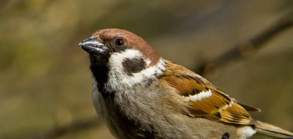 Eurasian Sparrow Spiritual Meaning, Symbolism and Totem
