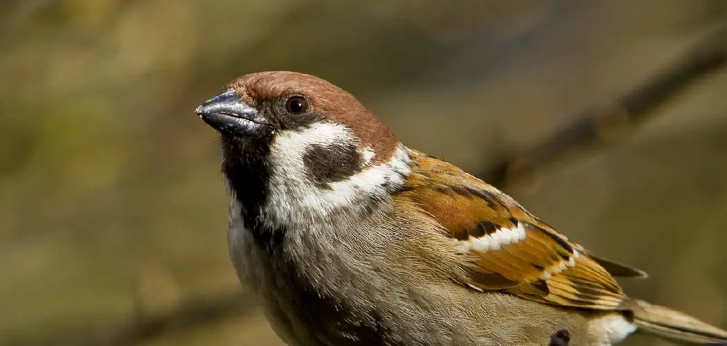Eurasian Sparrow Spiritual Meaning, Symbolism and Totem