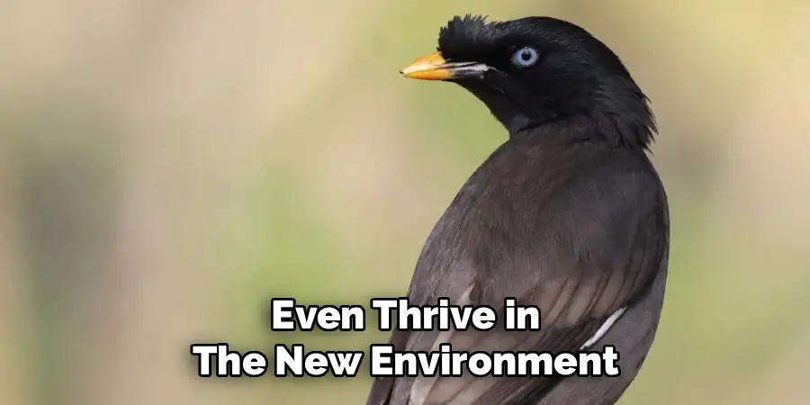 Even Thrive in
The New Environment