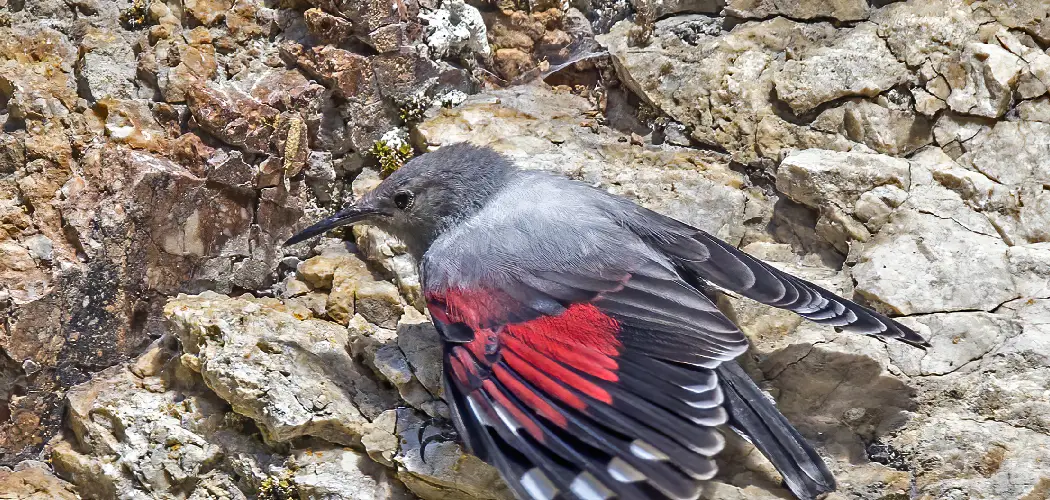 Wallcreeper Monal Spiritual Meaning, Symbolism and Totem