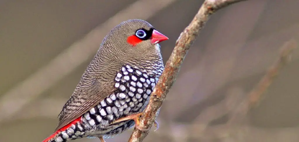 Firetail Finch Spiritual Meaning, Symbolism and Totem