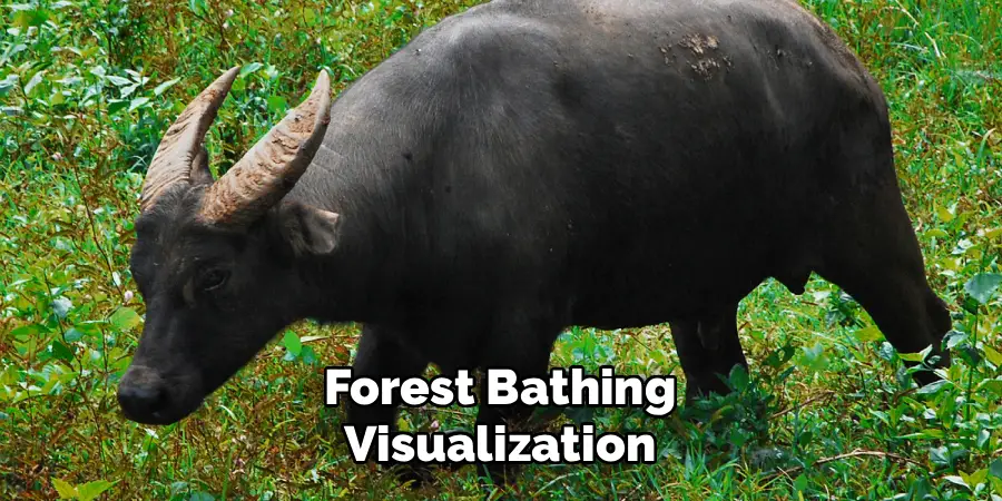Forest Bathing Visualization
