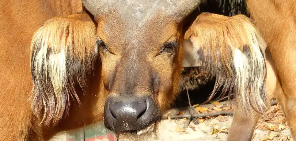 Forest Buffalo Spiritual Meaning, Symbolism and Totem